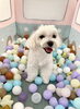 じろうちゃん「ましゅまろ幼稚園🐾」