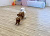 追いかけっこ中〜「ましゅまろ幼稚園🐾」