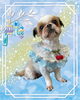 「Dog salon mofu mofu　余市町」