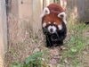 現在は福井県鯖江市の西山動物園で暮らす レッサーパンダのアケビちゃん「【 環境と動物のために 】」
