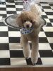 足が長〜いルイ君⭐️トリミング✂️ホテル🏨「バンダナ😊🐾」