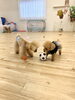 まるくん＆クッキーちゃん　仲良くサッカー中⚽️「ましゅまろ幼稚園🐾」