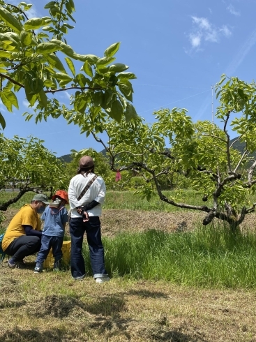 「2022 柿の木オーナーの摘蕾作業」