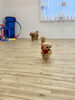 さんにんでボールの追いかけっこ💕「ましゅまろ幼稚園🐾　パート１」