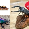 【開店】昆虫専門ショップ『wildsupply（ワイルドサプライ）』が表町にオープン！