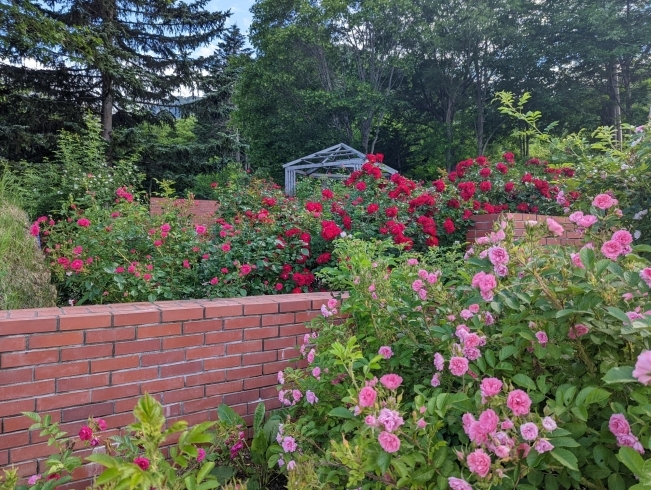 ローズガーデン　秘密の花園「札幌・定山渓｜初夏のオーチャードガーデンが見ごろ」