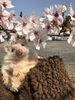 「桜満開！　ムギ社員とお花見しました。」