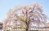 同じ桜でも魅力はさまざま 桜の名所でお花見をしよう