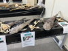 剥製「海の事を学ぶ大学の学園祭に潜入！/静岡でアクアリウムの事ならアクアデザインブルース/地域No.1/水槽レンタル/アクアリウム/熱帯魚」