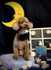 モコちゃん「お月さまとわんこ🌛＆サロン予約状況」