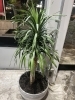 涼しげな葉が癒やしをもたらす「店内の観葉植物🪴」