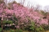 じゅん菜池緑地 市川 お花見するならここ 千葉 船橋 市川 習志野の 桜 特集 21年 まいぷれ 市川市