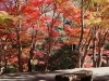 河内渓谷の紅葉２「紅葉を求めて　津市内その２」