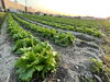 新鮮京野菜「お子さん連れも大歓迎　青空ヨガ！！！」