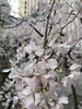 京都六角堂の桜②「桜【小学生・中学生を対象にした学習塾　集団授業と個別指導で高校受験対策も】」