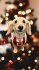 「Dog salon mofu mofu　余市町」