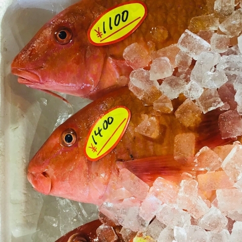 「魚魚市場鮮魚コーナーおすすめは「うちわエビ・オジサン」です♪」