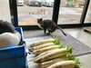 「手にしっぽを載せるクルミ・大根と猫たち」