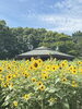 「夏！葛西臨海公園のひまわり畑が満開です！！」