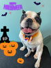 「お友達♡ Dog salon mofu mofu 余市町」