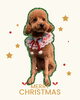 「Dog salon mofu mofu　余市町」