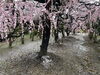 「松阪市　田口梅林園🌸」