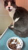 みーくん「ねこ 預かり ホテル 宿泊【札幌 北区 上篠路⠀catbeard キャトビヤード】」