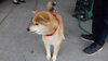 「迷い犬を保護しています【西条市役所／本庁　衛生課】」