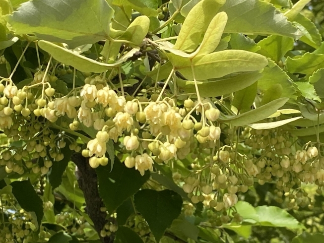 「鶴林寺の菩提樹の花が咲き始めました。」