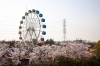 決定版 碧南市 高浜市の桜 お花見スポット 厳選14カ所 1はココだ 西尾 碧南 高浜で人気オススメ観光 おでかけ情報 まいぷれ 西尾 碧南 高浜