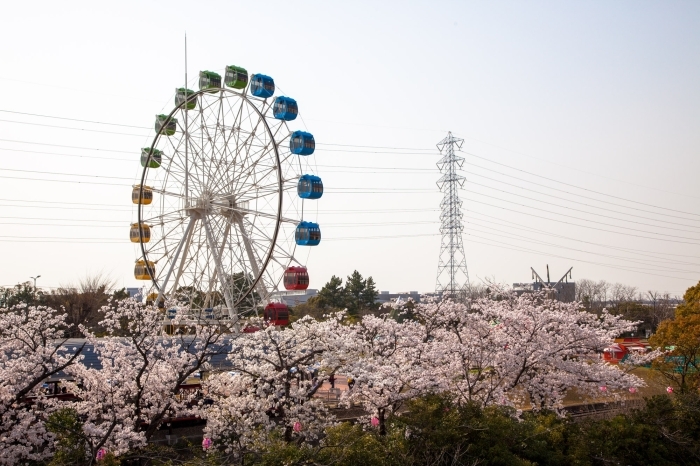 碧南市の桜・お花見スポットはコチラ！