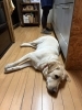 今日は郡山で攻めましたので疲れたチャオくんでした「愛犬チャオと郡山ポケモン公園へ。ここから「郡山攻め」始めます」