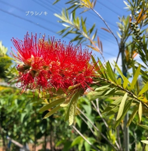 「埼玉植物園では様々な木々を取り扱っています」