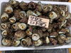 「岩船産の岩牡蠣が入荷困難なため山北産の入荷となります。」