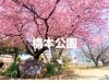 橋本公園
