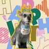 「Dog salon mofu mofu　余市町」