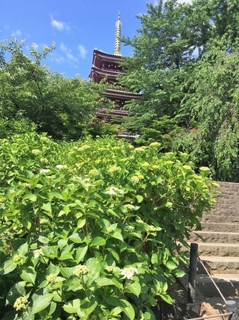 6月2日 金 あじさい便り 花菖蒲の独り舞台 北小金本土寺のあじさい開花情報 まいぷれ 松戸市 6月2日 金 あじさい便り 花菖蒲の独り舞台 北小金本土寺のあじさい開花情報 まいぷれ 松戸市