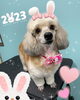 「お友達♡ Dog salon mofu mofu 余市町」