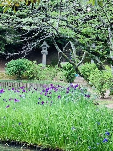 しょうぶも綺麗に咲いてます「出雲大社に行ったらラッキーな事が！(◍ ´꒳` ◍)b斐川町」