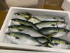 「本日鮮魚入荷致しました。」