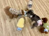 みんなでノーズワーク😋「ましゅまろ幼稚園🐾」