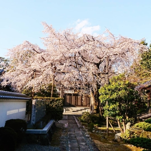 場所は非公開ですが素晴らしいのでぜひ見つけてね！「いい天気ですね～♪ 桜びより＼(^^)／《西京区 大原野 上田とうふ 直売所 春 近くの桜情報》」