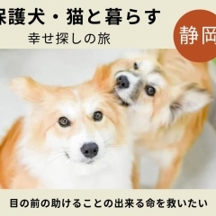 【静岡市】保護犬・猫の活動