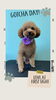「Dog salon mofu mofu　余市町」