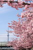 旧中川河川敷の河津桜「2026年春🌸 江戸川区のお花見スポットはこちら（河津桜・ソメイヨシノ）」