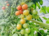 「【にいみのおいしいもの発見🔎】あま～いプチトマト「さくらんぼトマト」🍅」