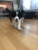 「ボーダーコリーの仔犬」