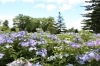 東山公園のあじさい「あじさいの開花状況♪」