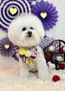 福くん「2026 わんことお正月🎍」