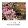「桜の木」